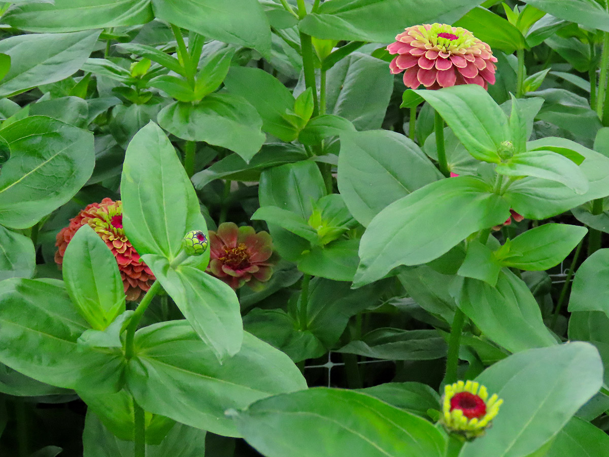 Zinnia Queen Red Lime by Maurits Keppel