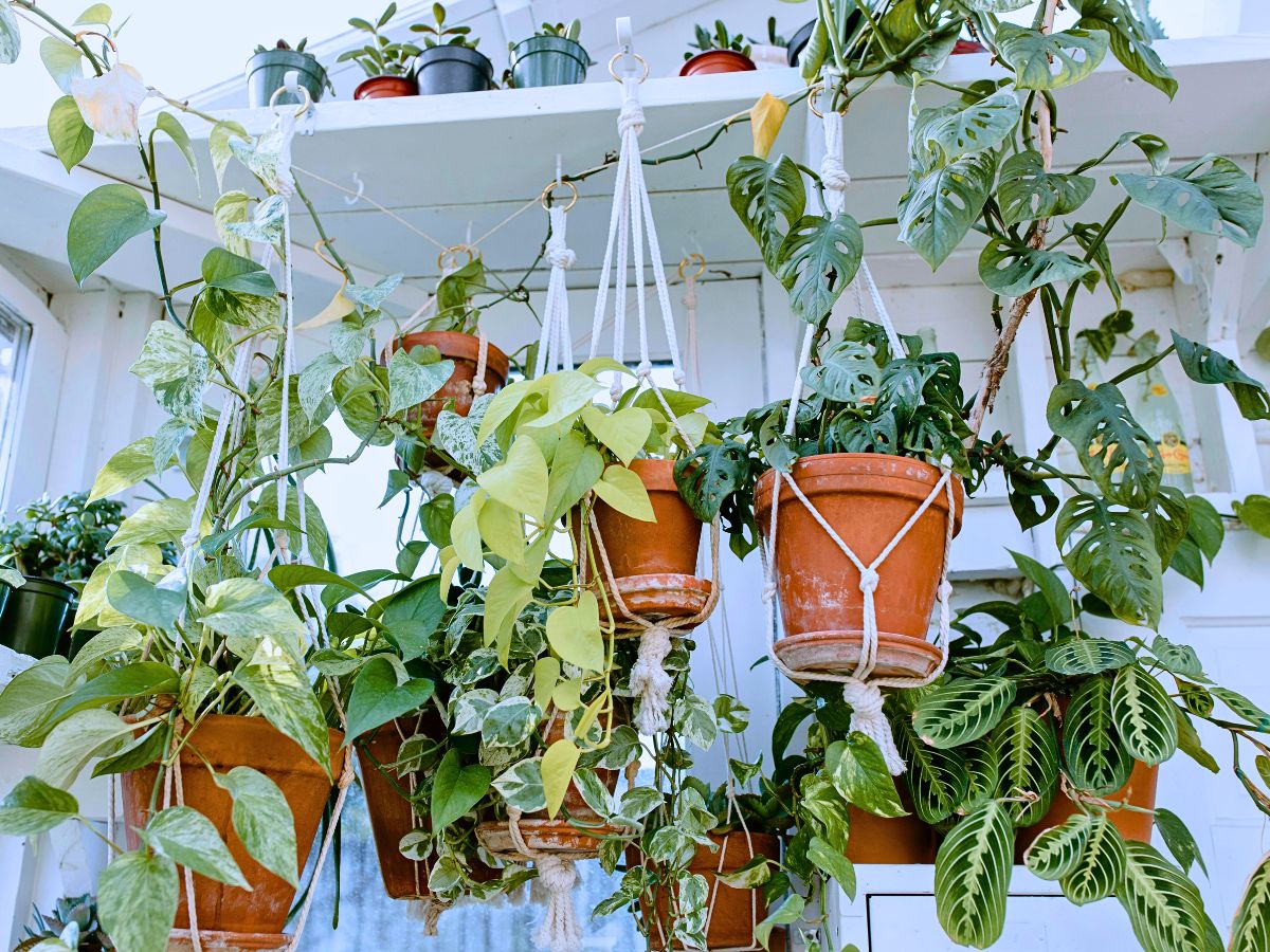 Interior Plants Are Good for You and the Planet