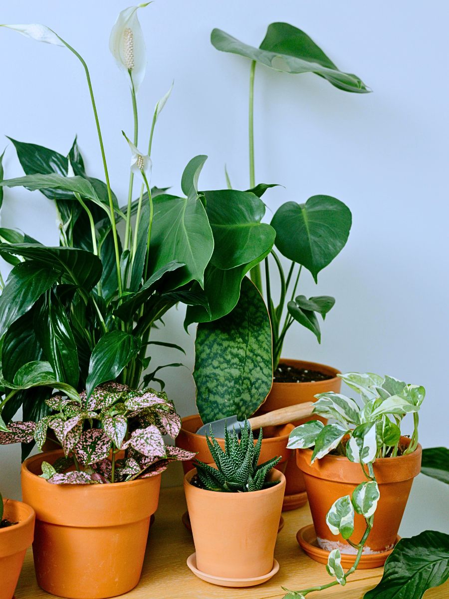 Interior Plants Are Good for You and the Planet