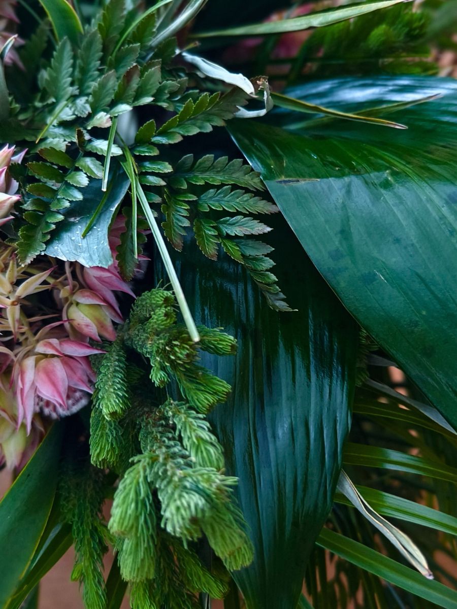 Kape Greens and Aspidistra Adomex