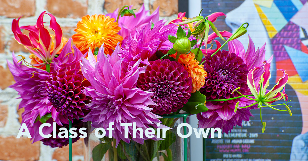 How to Get Dahlias to Bloom Longer header