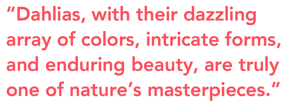 Dahlias array of colors quote