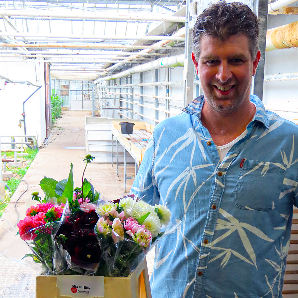 Ruud Hogenboom mixed Dahlias greenhouse