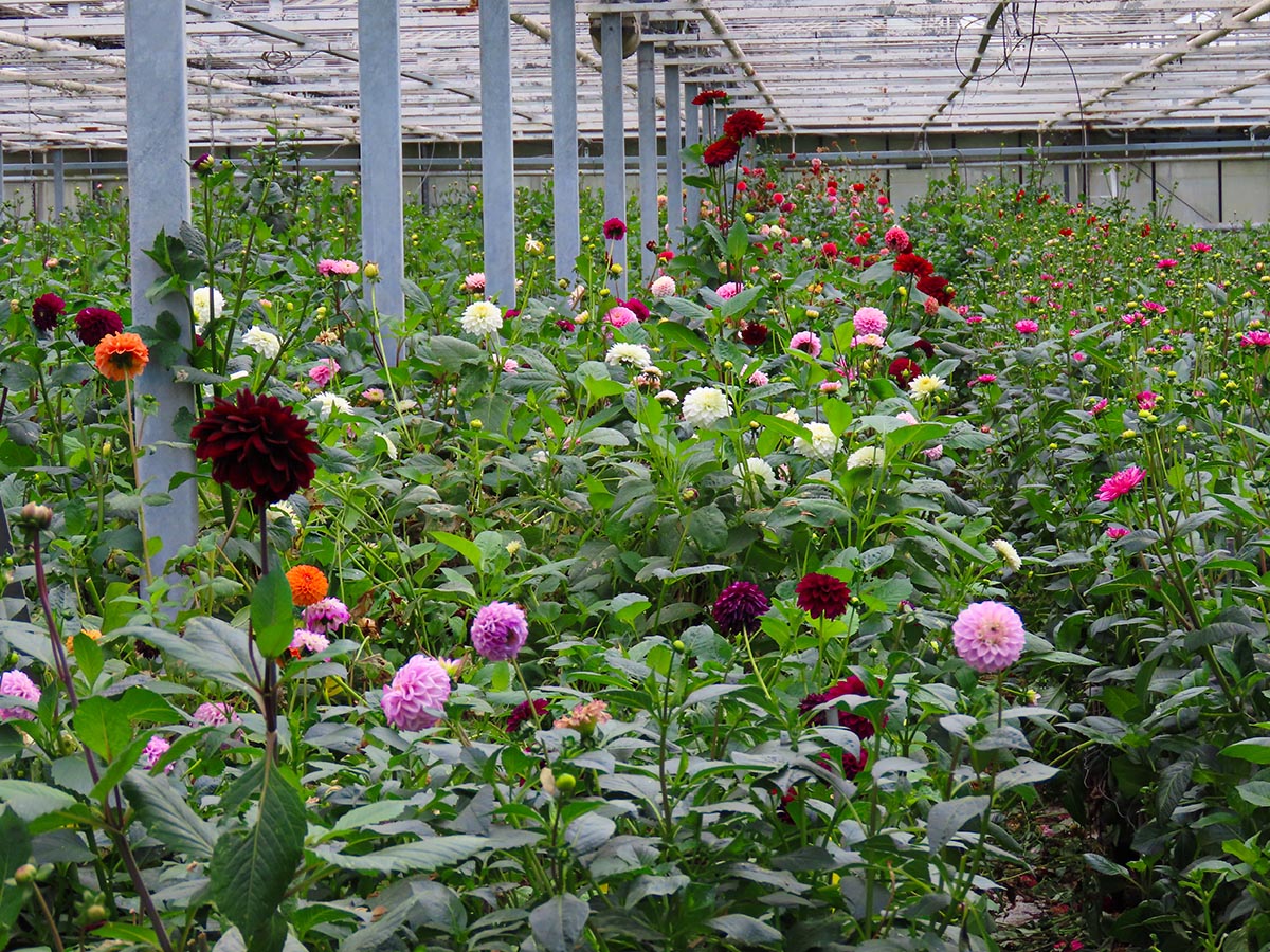 Dahlias trials at Hogenboom greenhouse