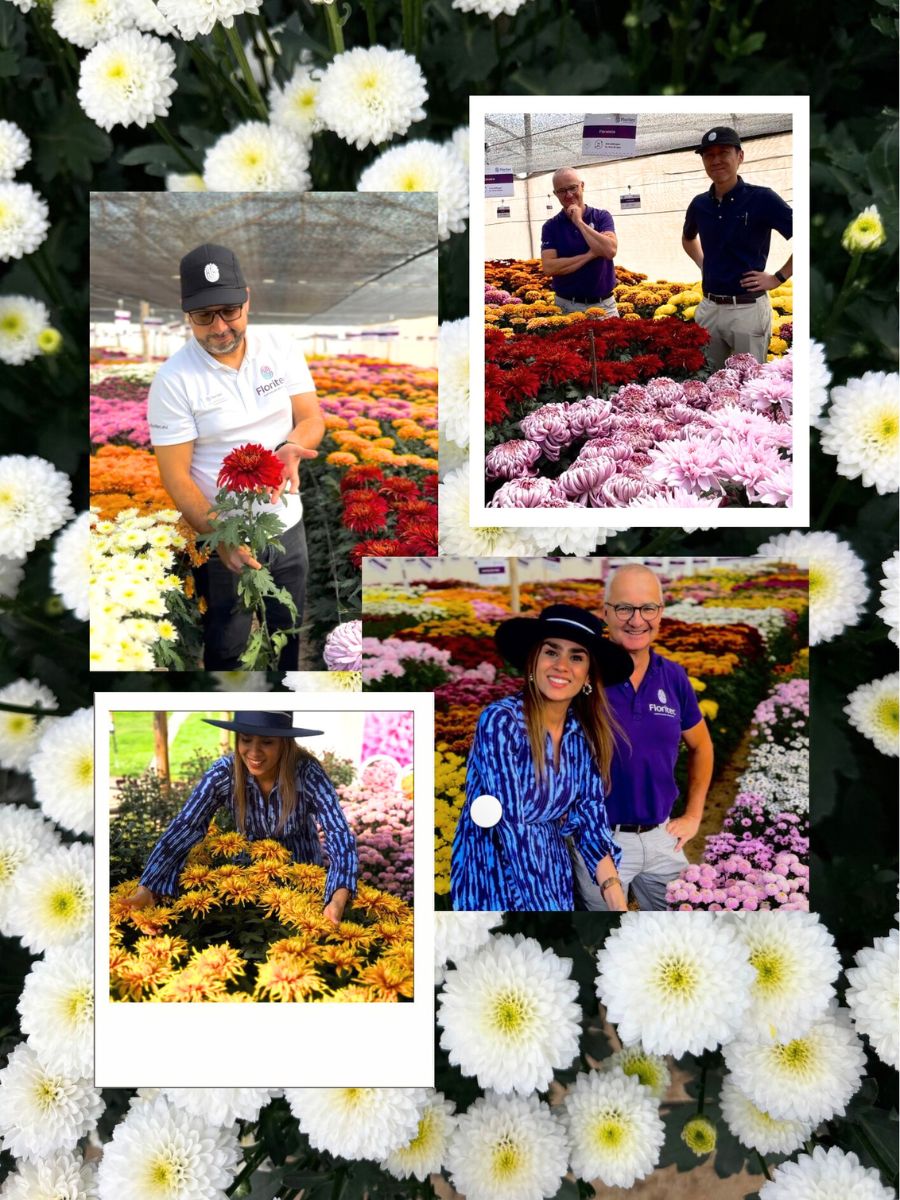 Collage showing parts of the Floritec Festival Flower