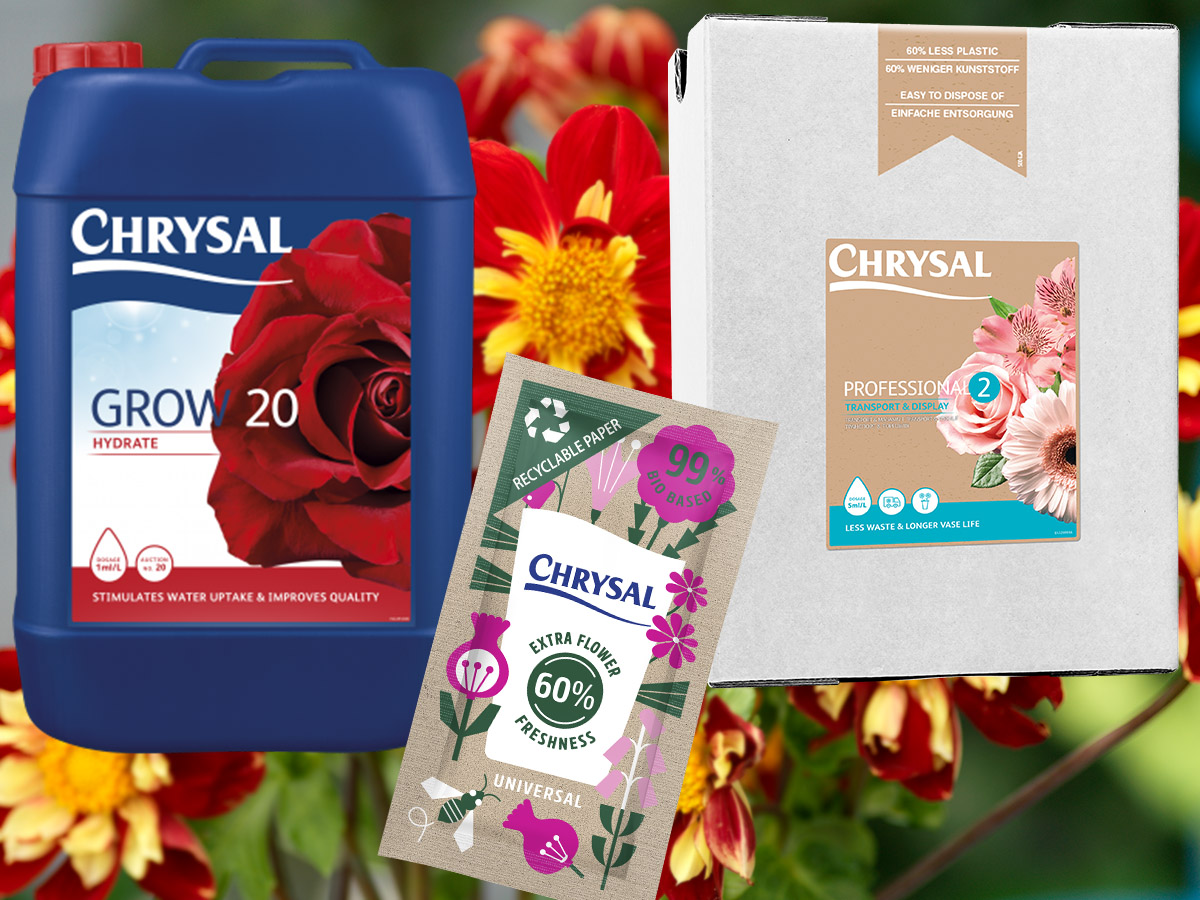 Chrysal solutions for Dahlias