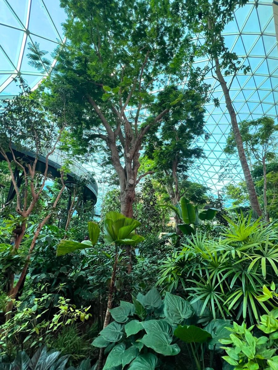 Tall trees and plant varieties in Dohas airport