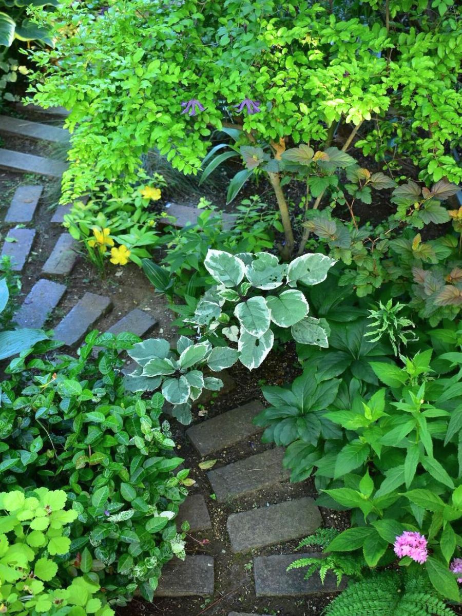 Bright green pathway with rocks