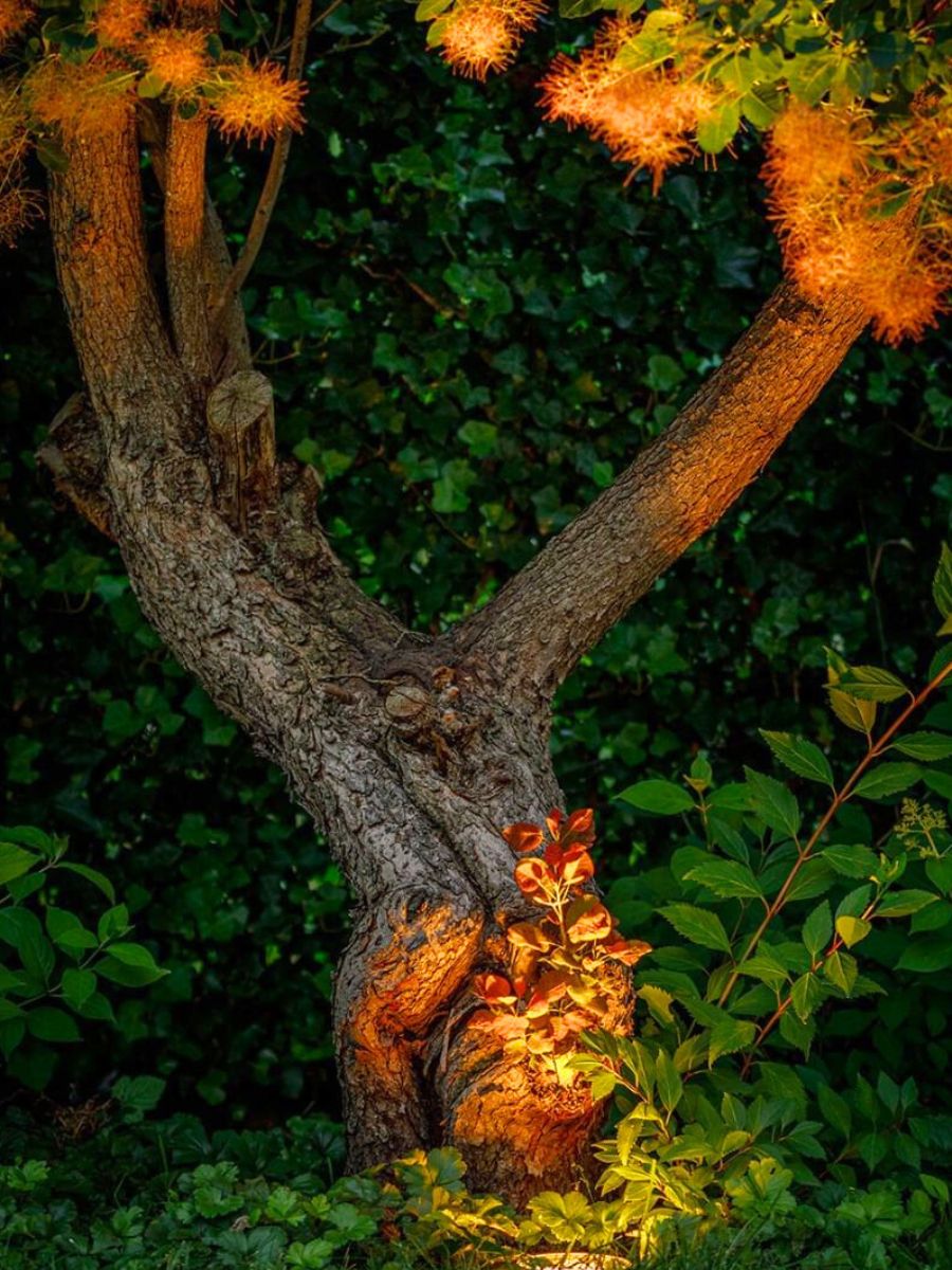 Soft lighting on a garden tree