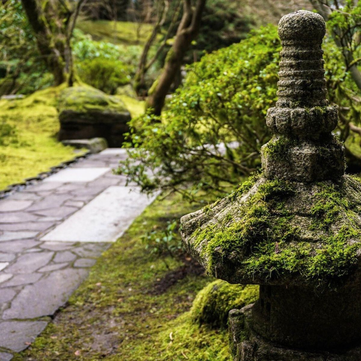 Moss filled garden in the shade