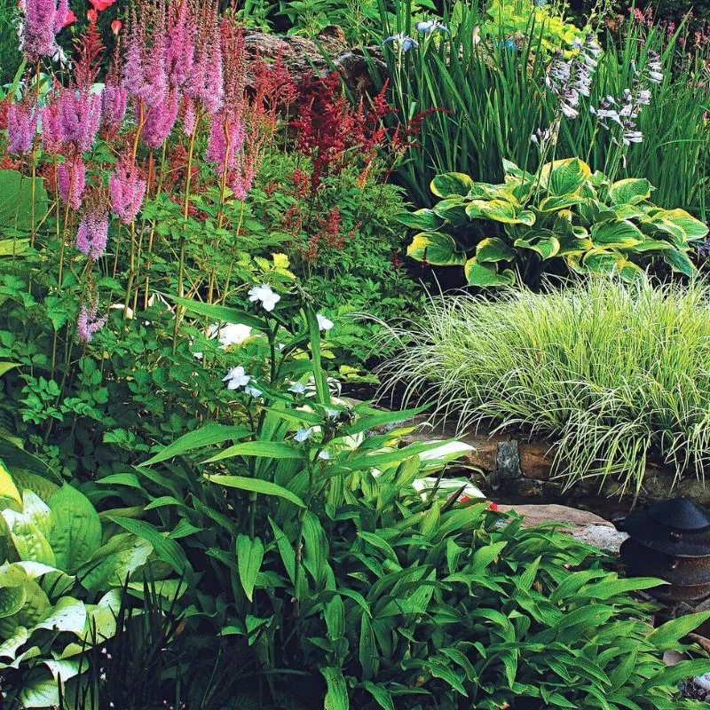 Shade garden with plants and flowers