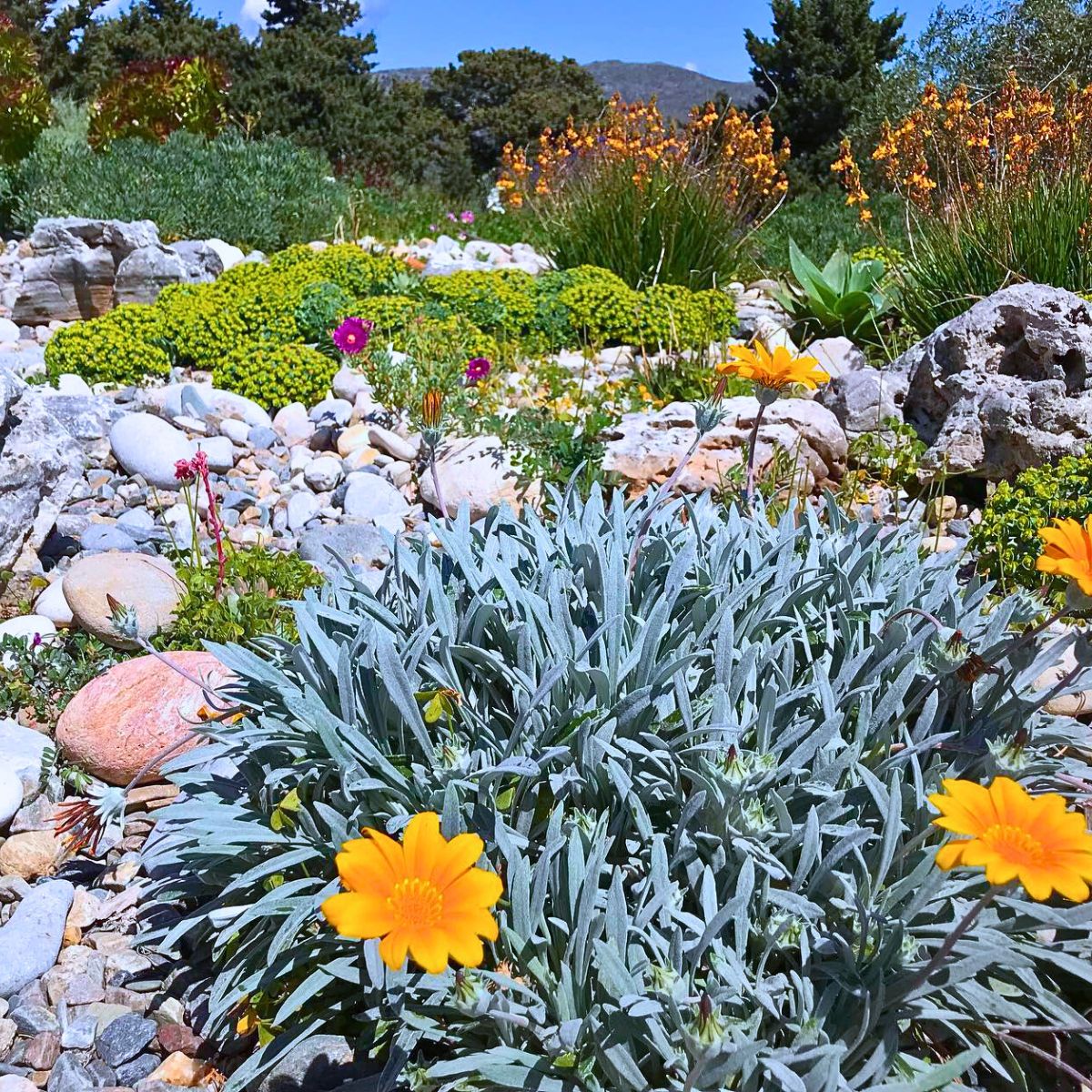 Pebbles and flowers