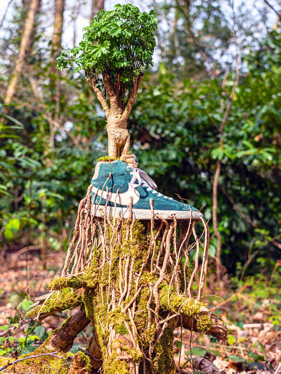 Bonzai trees in green Nike sneaker