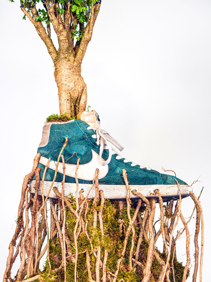 Bonsais roots growing out of a sneaker