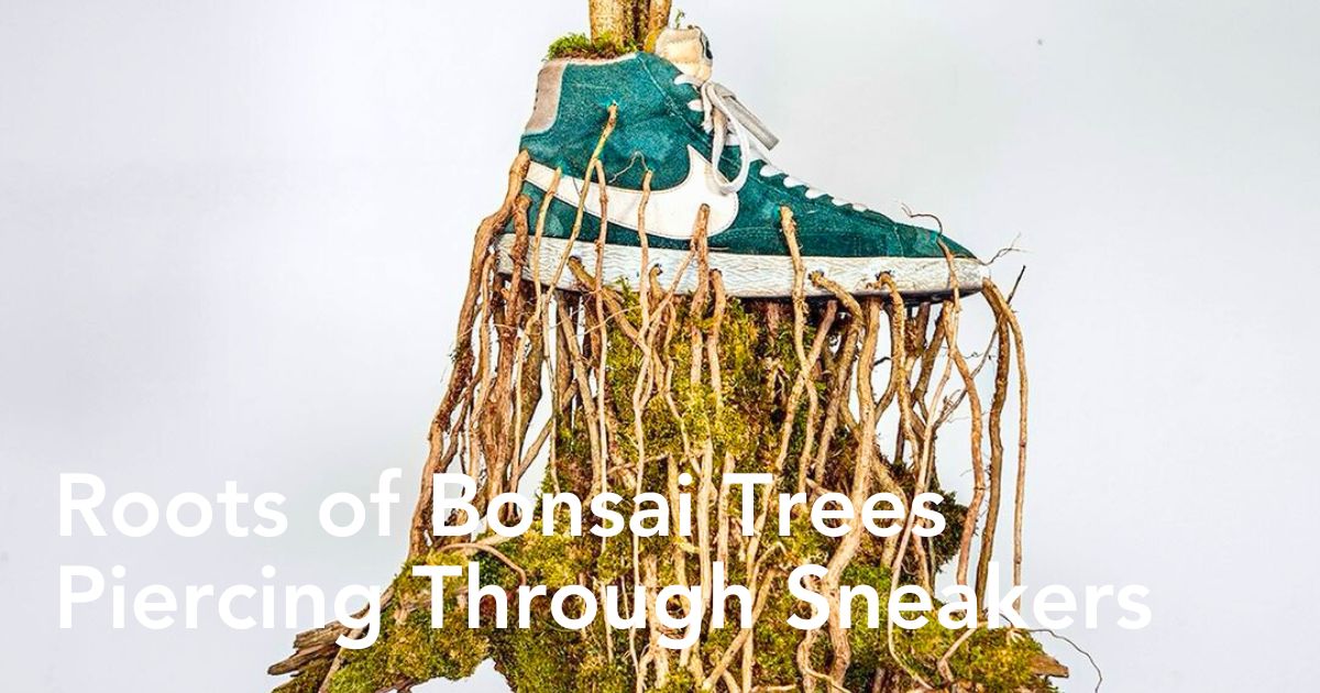 Roots of Bonsai trees through sneakers