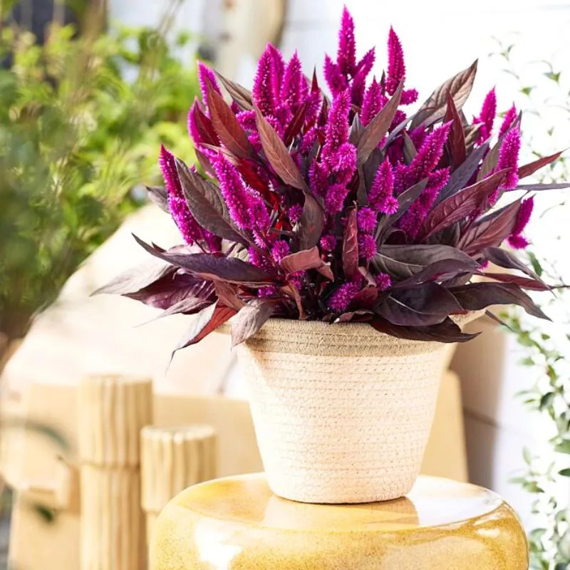 Celosia Mystic Shades