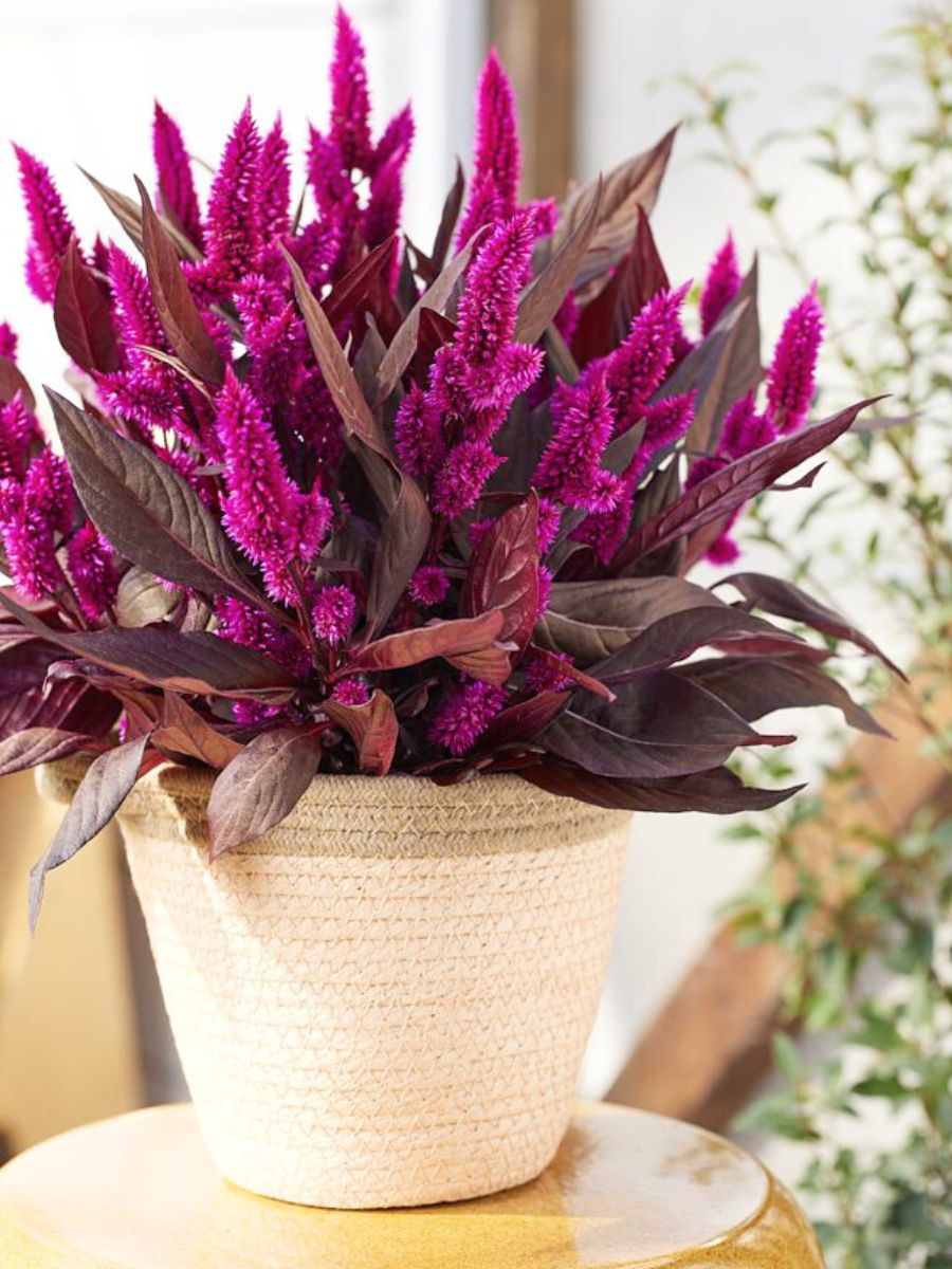 Celosia Mystic Shades for outdoor spaces