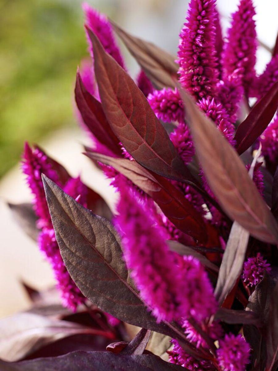 Detail of Celosia Mystic Shades