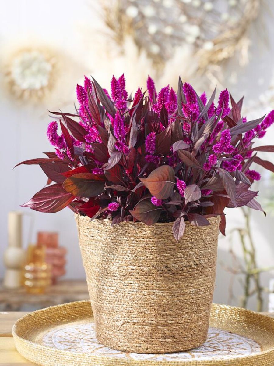 Celosia Mystic Shades used in an indoor space