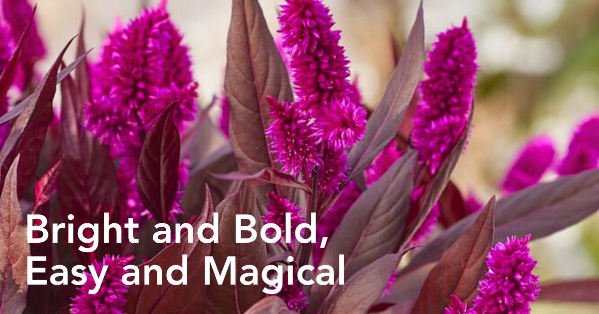 Celosia Mystic Shades