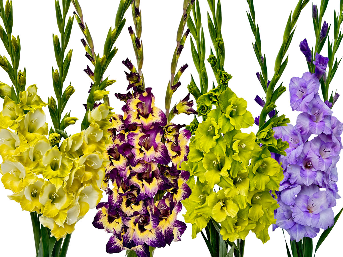 Zabo Plant 4 dark varieties Gladiolus Prisma