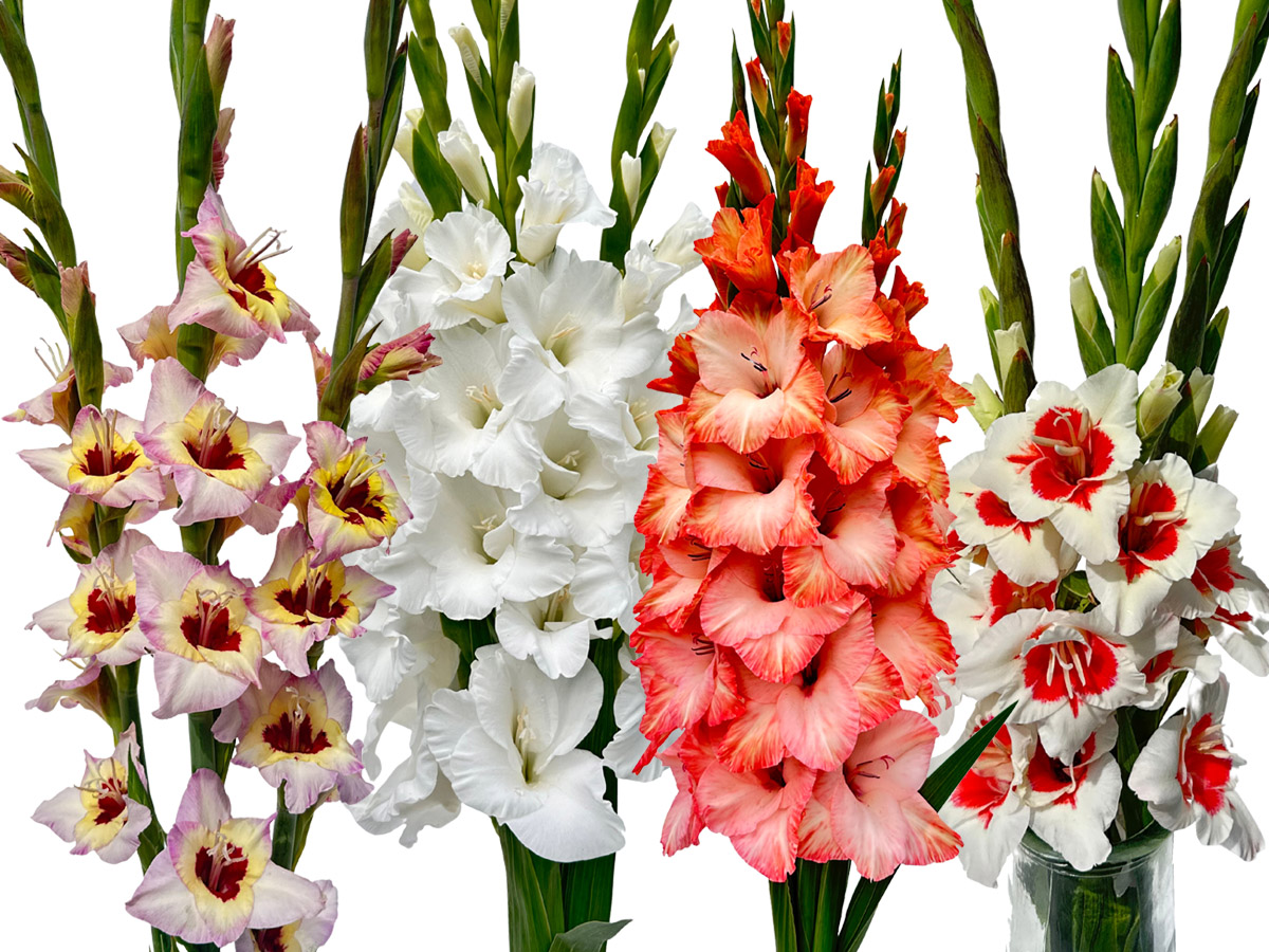 Zabo Plant 4 light varieties Gladiolus Prisma