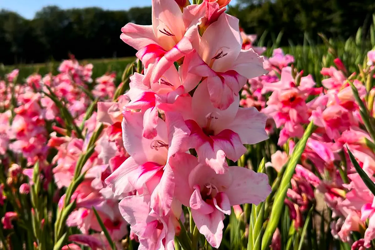 Prisma Gladiolus Pink