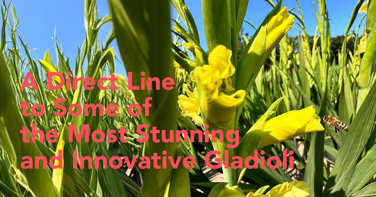 Zabo Plant Gladiolus Prisma header.jpg