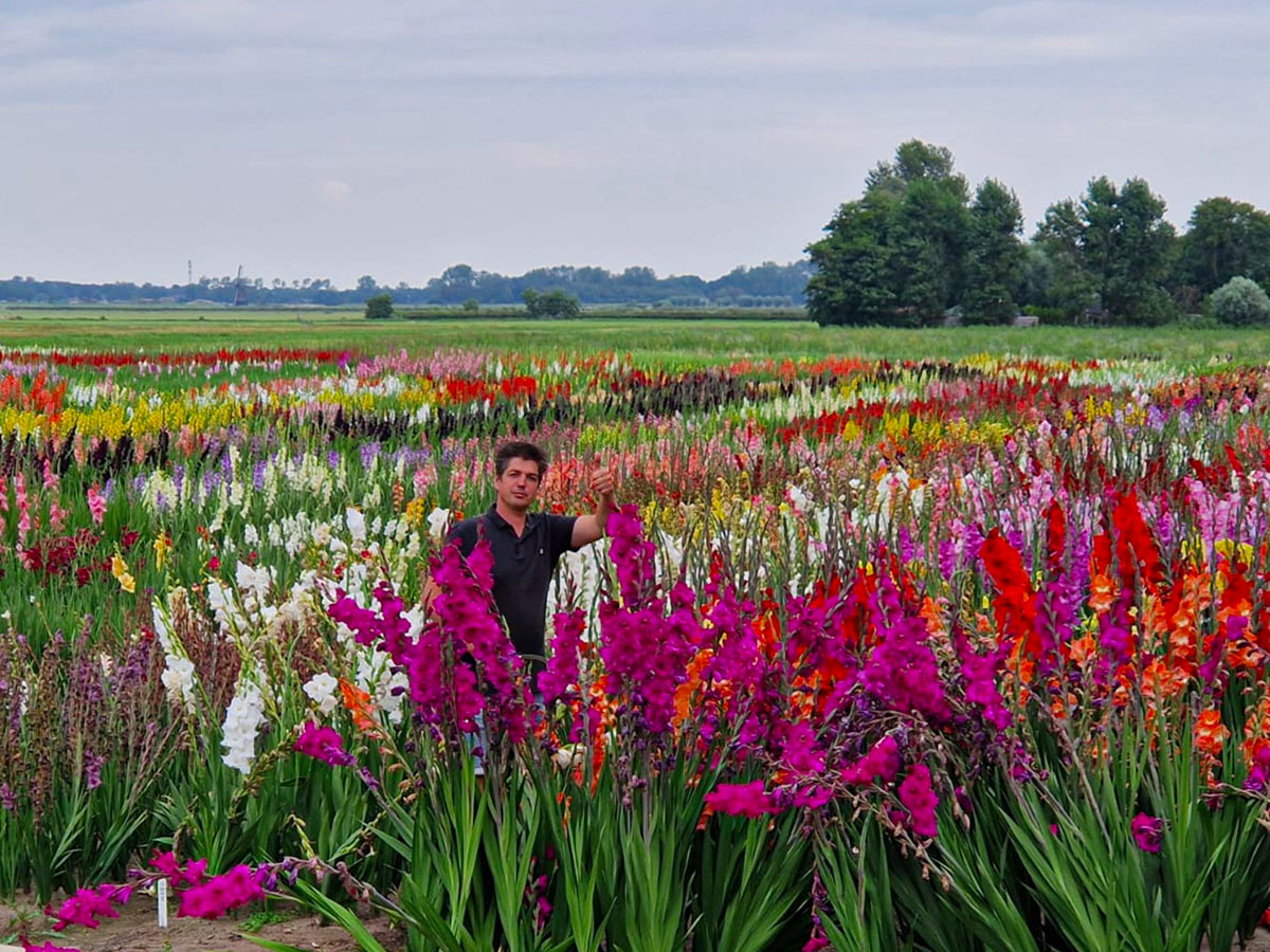 Gladiolus field at Prisma Gladiolus