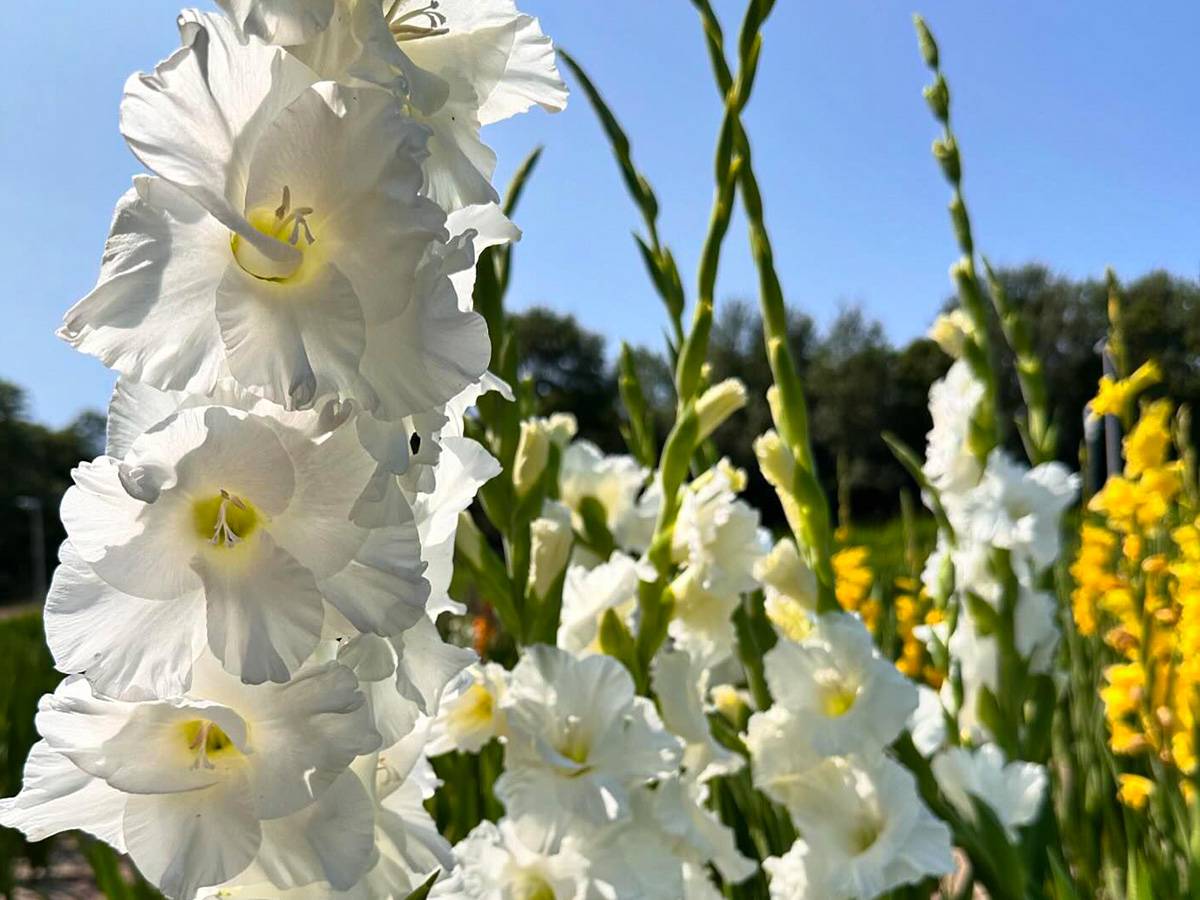 Zabo Plant white Prisma Gladiolus