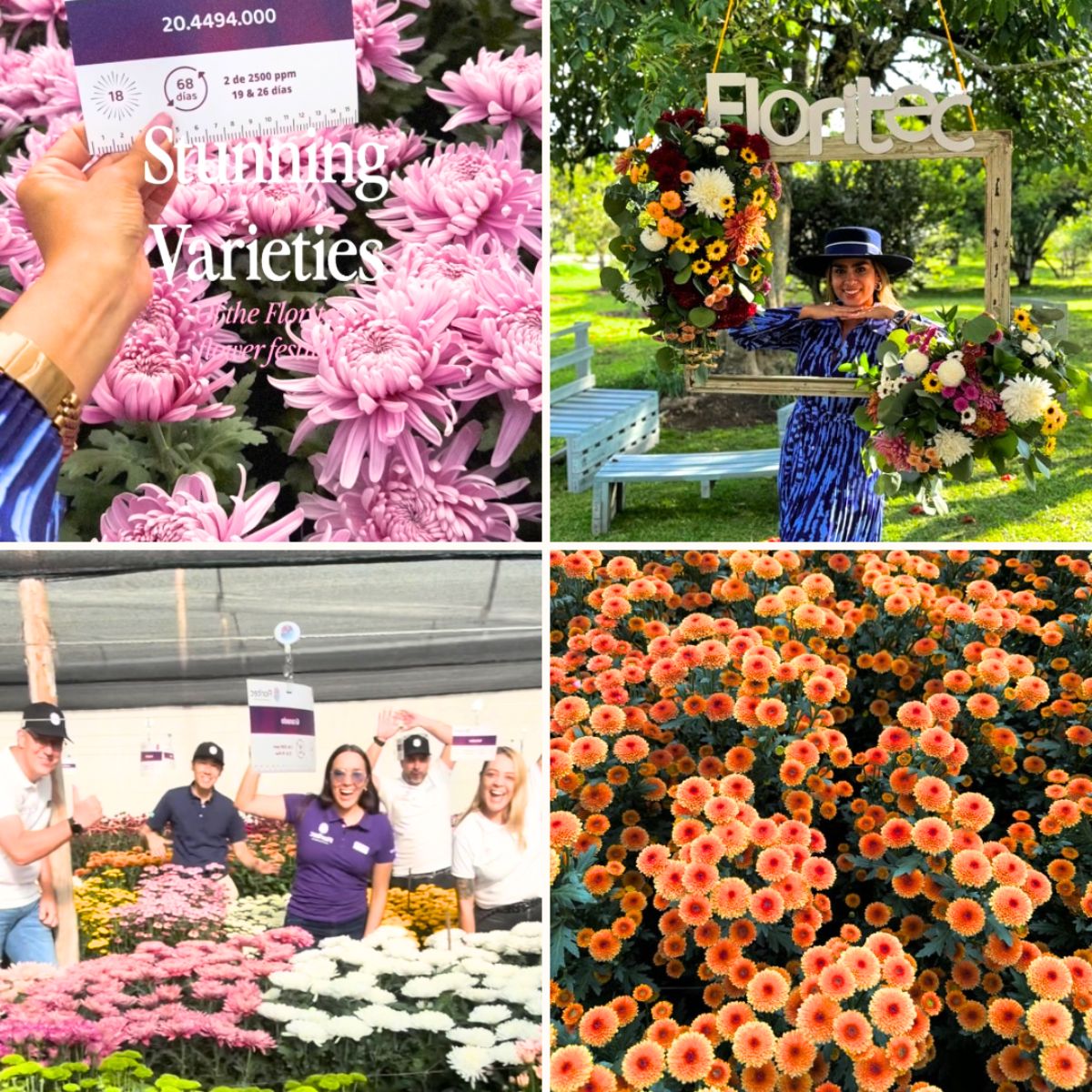 Visiting Floritec during Chrysanthemum week