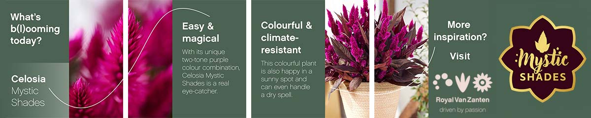 Banner Royal Van Zanten Celosia Mystic Shades