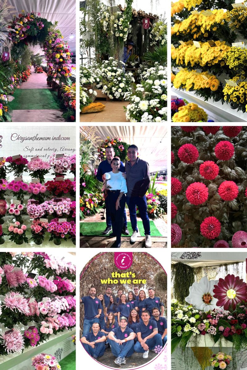 Recap of Deliflor at Chrysanthemum Week