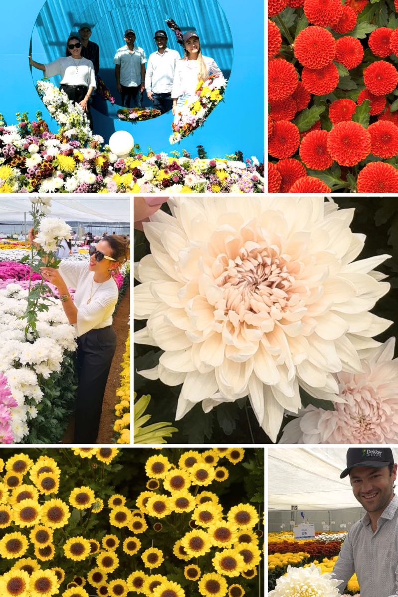 Dekker chrysant display and flowers