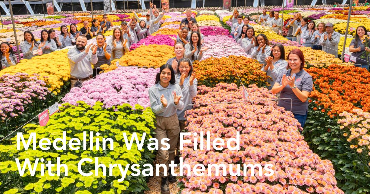 Chrysanthemum Week Medellin