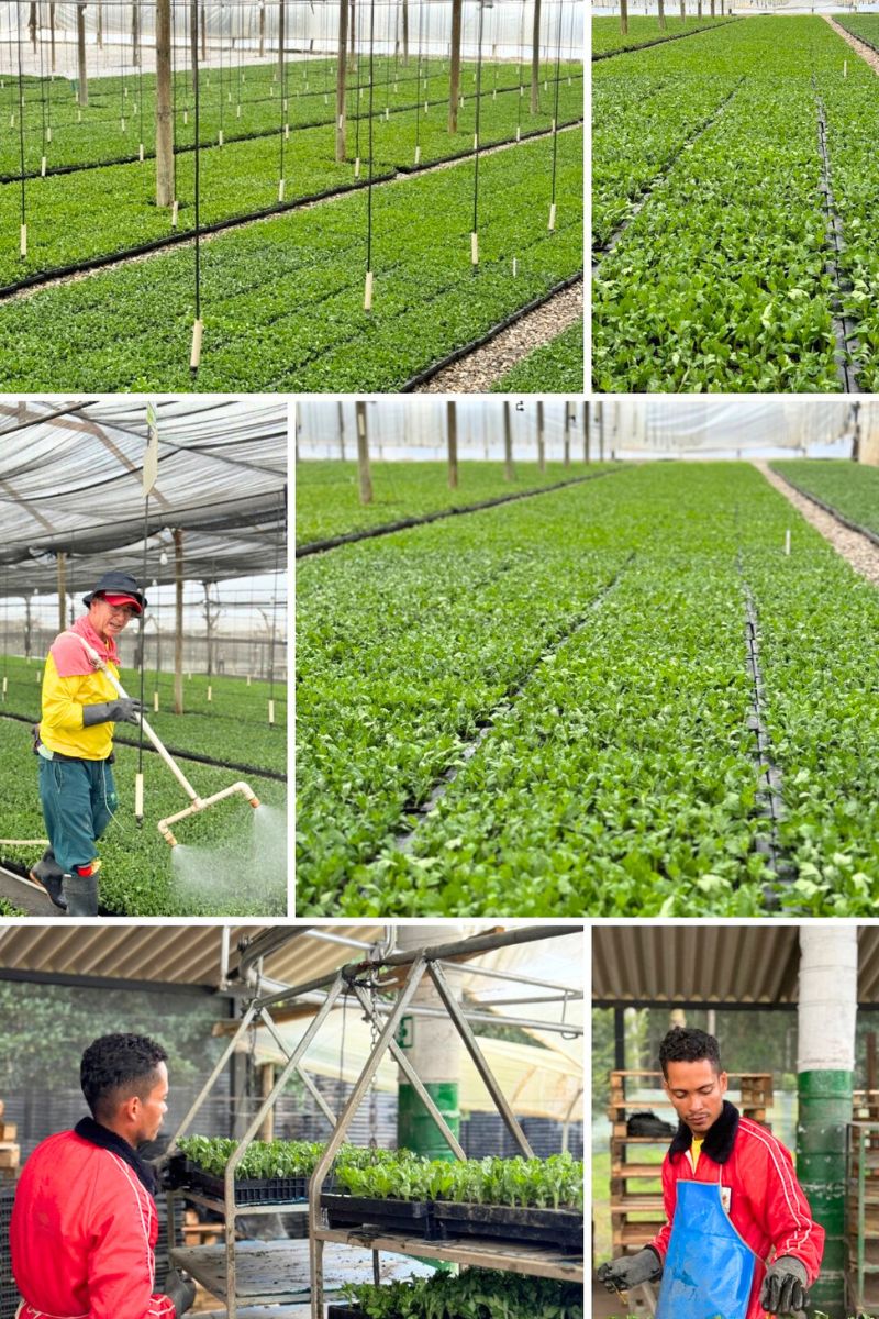 Chrysanthemum processes and greenhouse at El Capiro