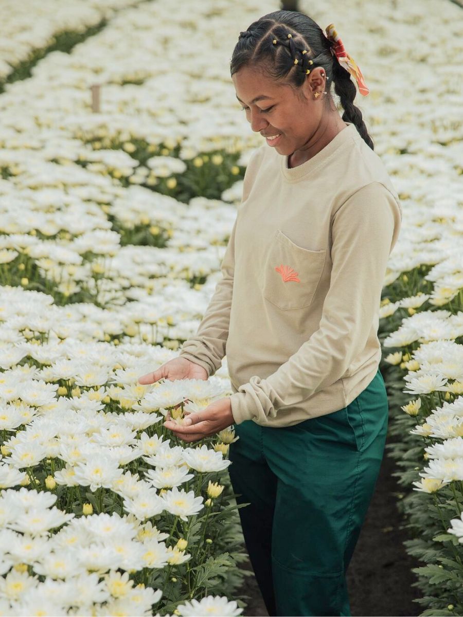 Capiro worker admiring white Chrysanthemums