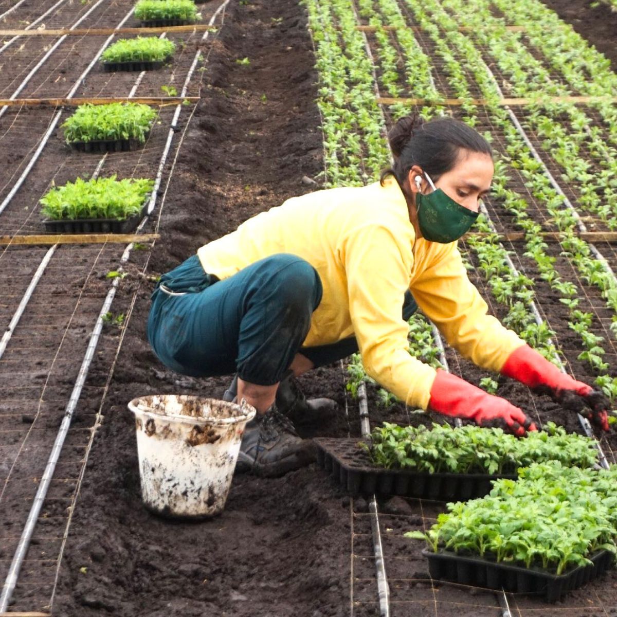 Sorting Chrysanthemum trays in greenhouses