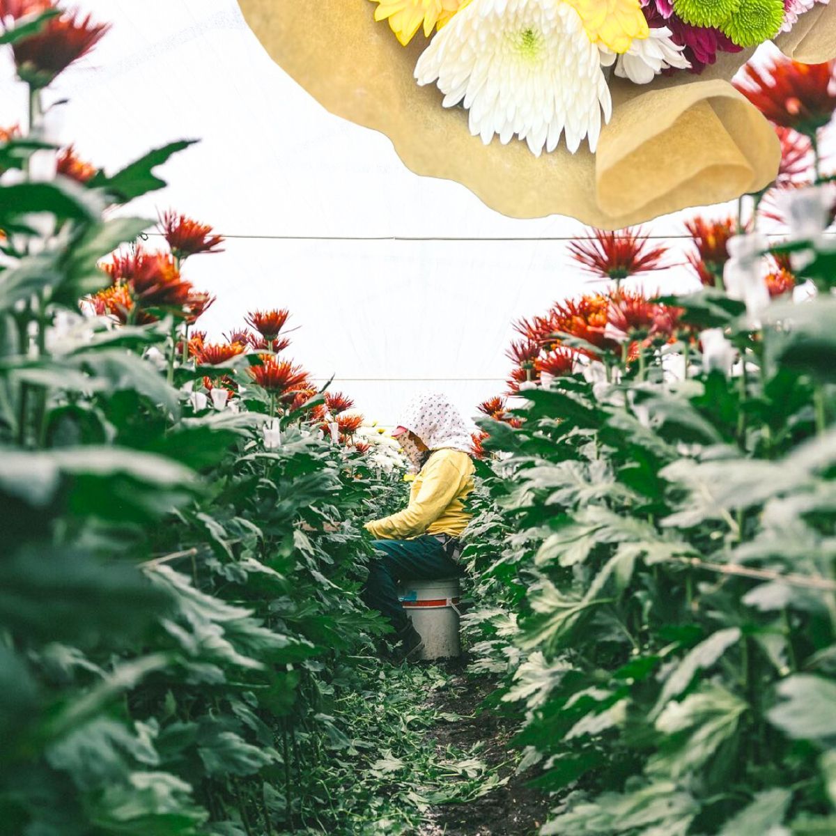 Worker at el Capiro surrounded by Chrysanthemums