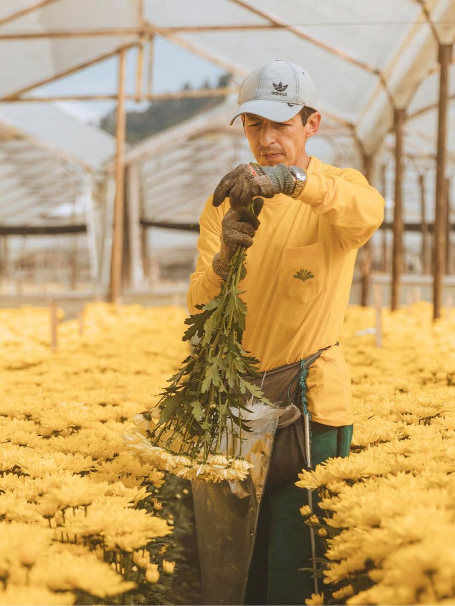 Yellow Chrysanthemums grown at El Capiro