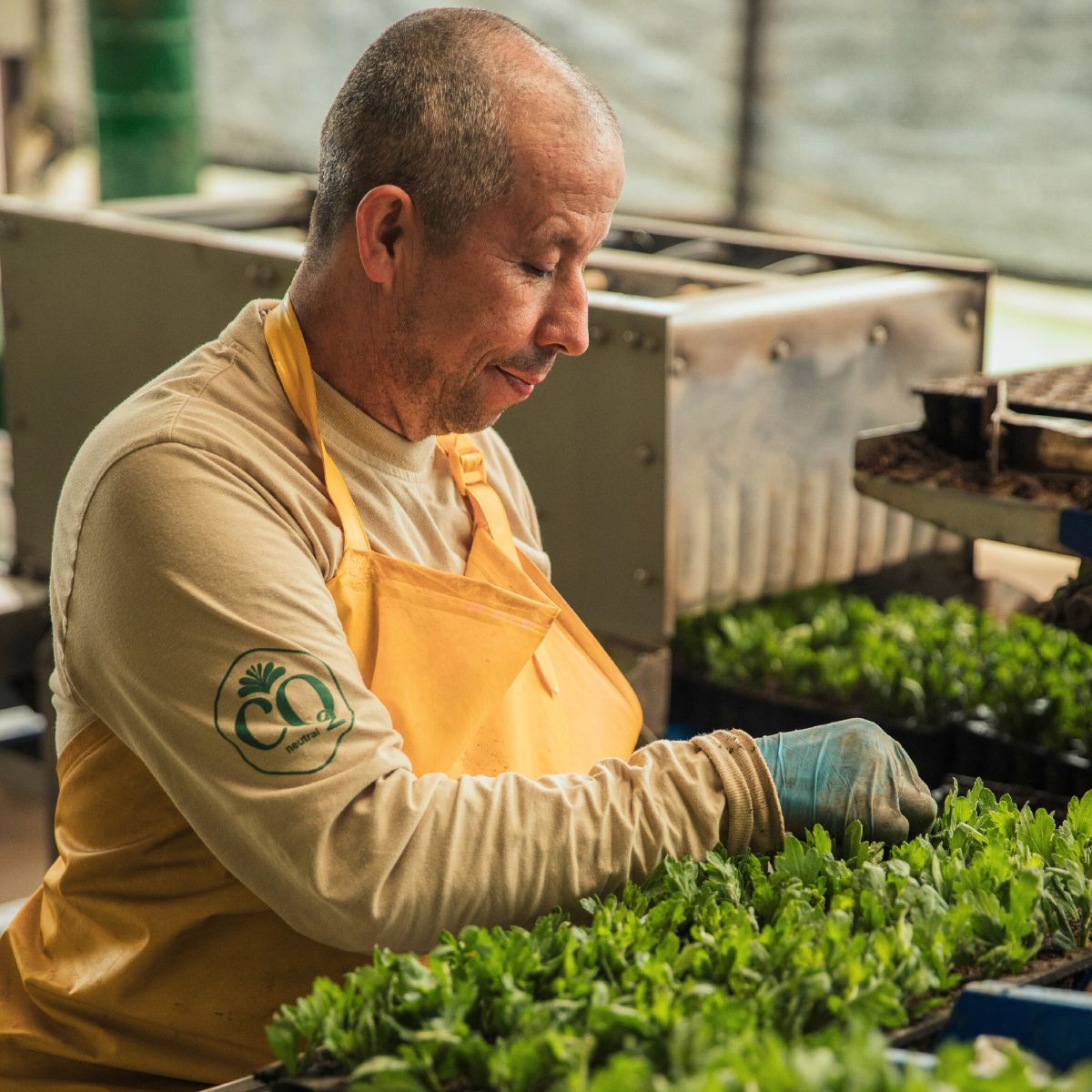 Sorting Chrysanthemum cuttings