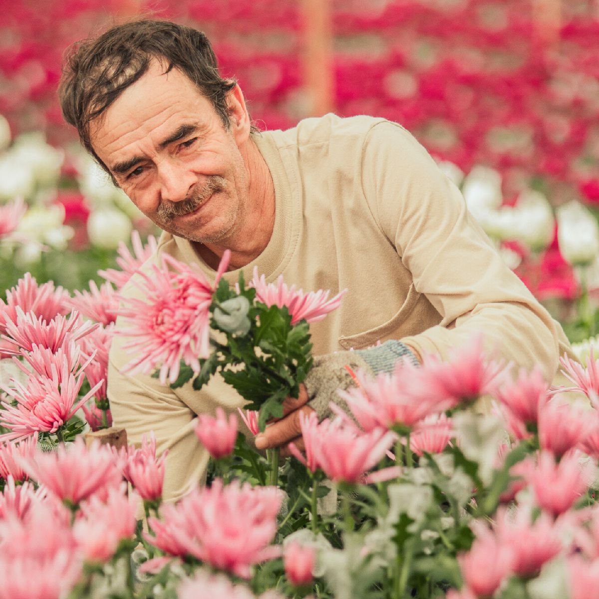 Dedicated worker in post harvest at El Capiro