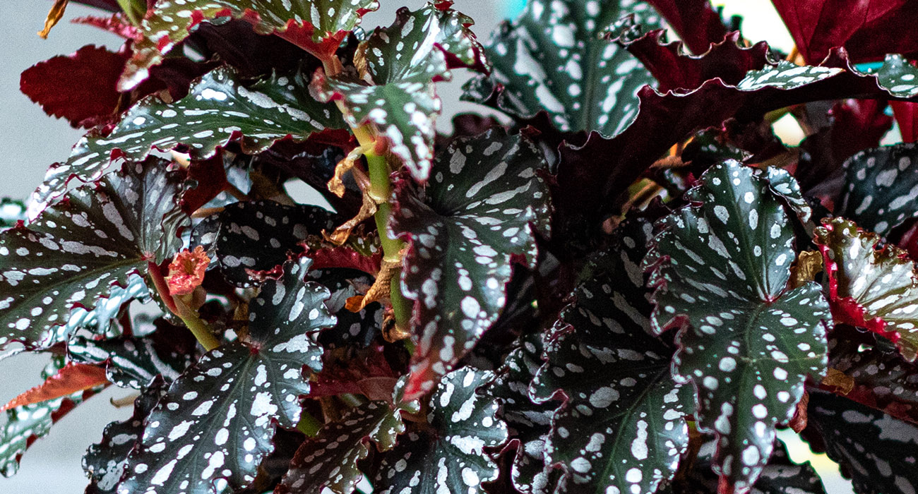 Begonia Spotlight Dark plant on Thursd header