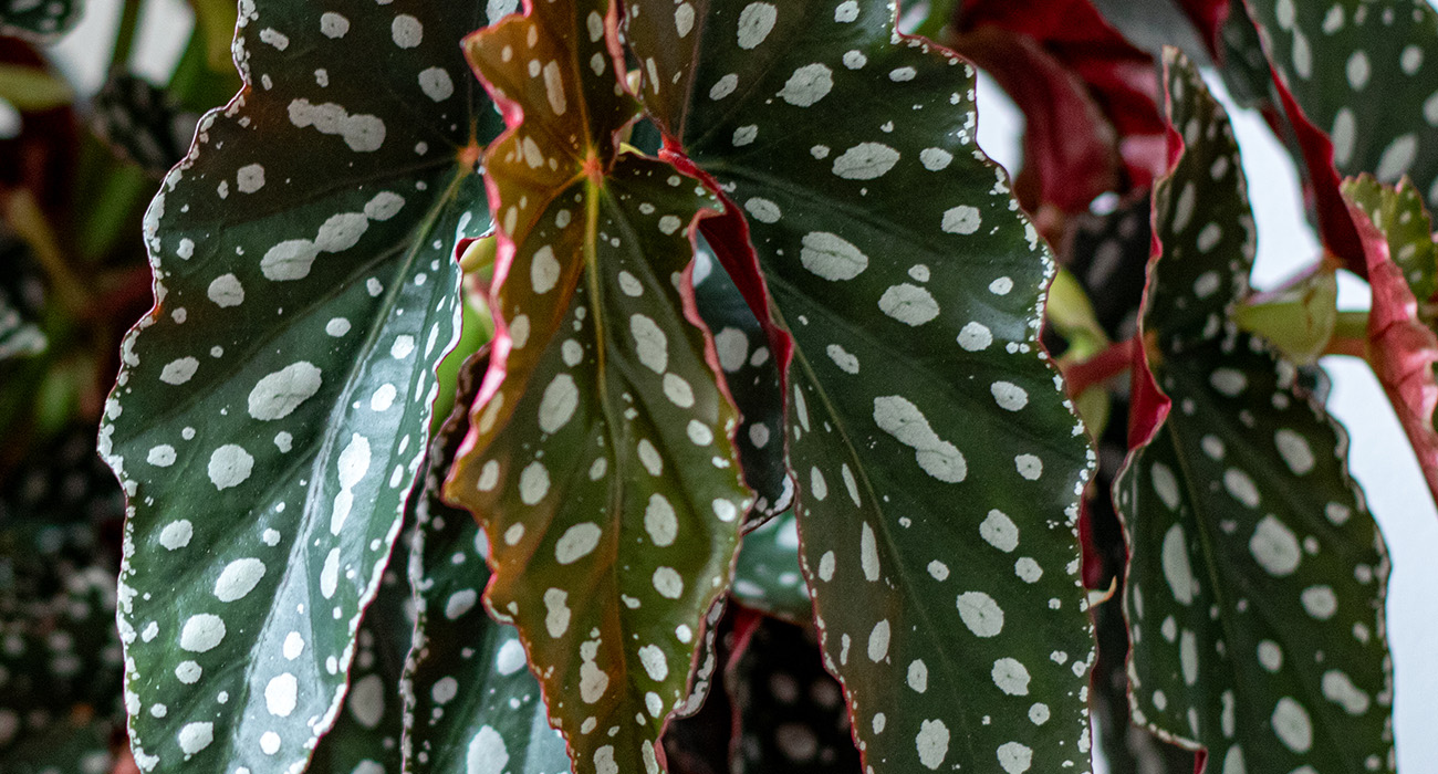 Begonia Spotlight Green plant on Thursd header