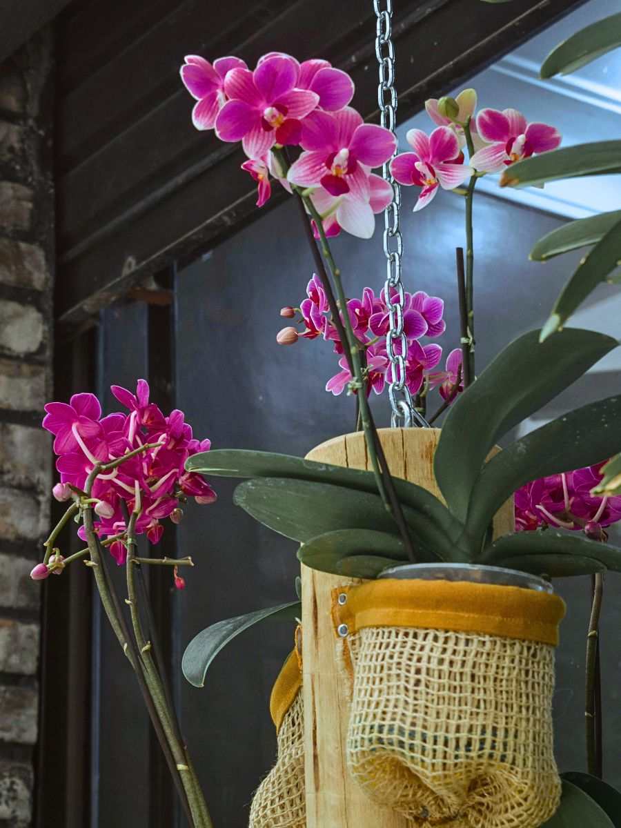 International Orchid Day Celebrates the Queen of the Plant Kingdom