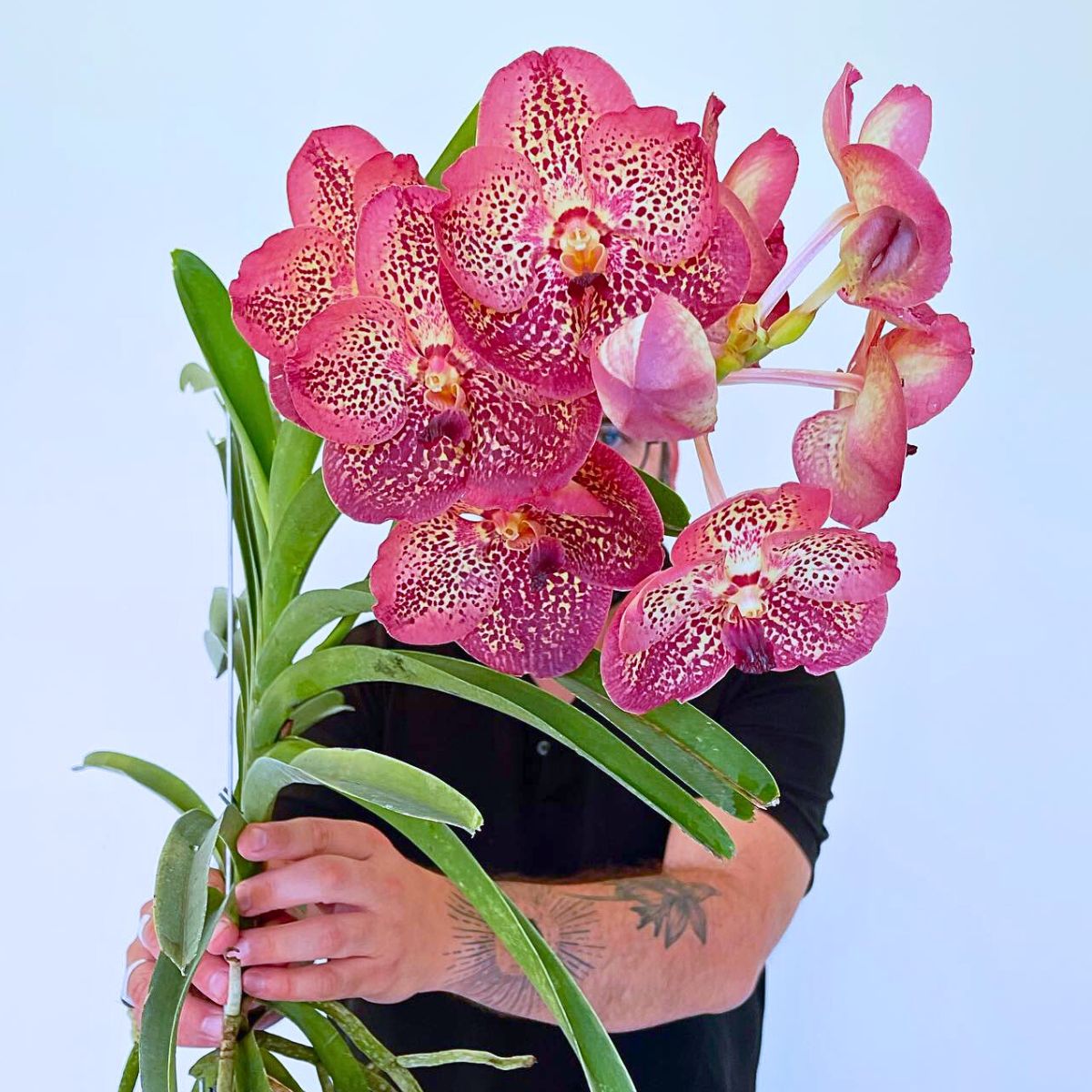 International Orchid Day Celebrates the Queen of the Plant Kingdom