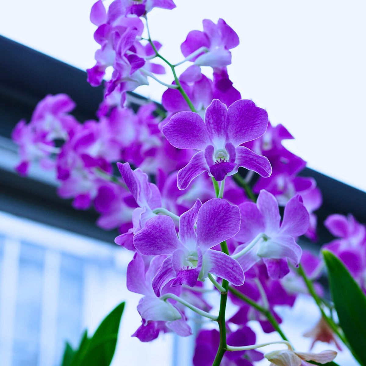 International Orchid Day