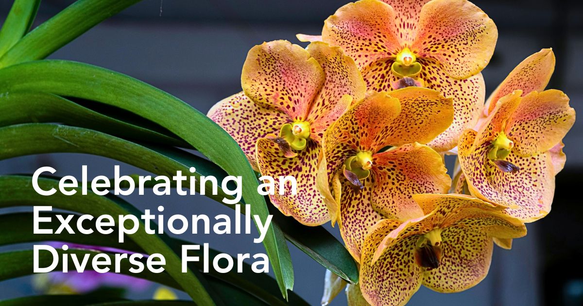 International Orchid Day Celebrates an Exceptionally Diverse Flora