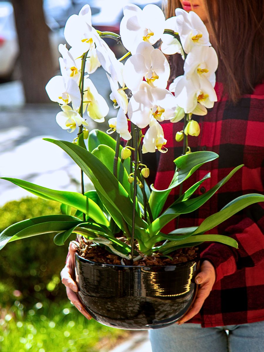 International Orchid Day Celebrates the Queen of the Plant Kingdom