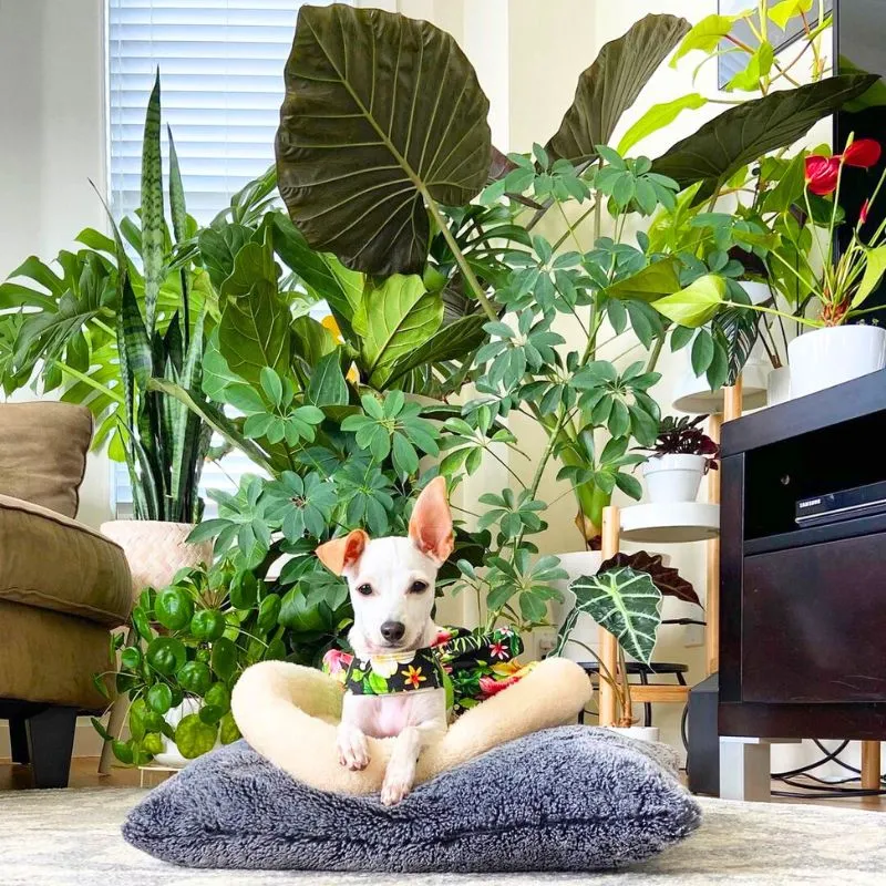 Indoor plants in home